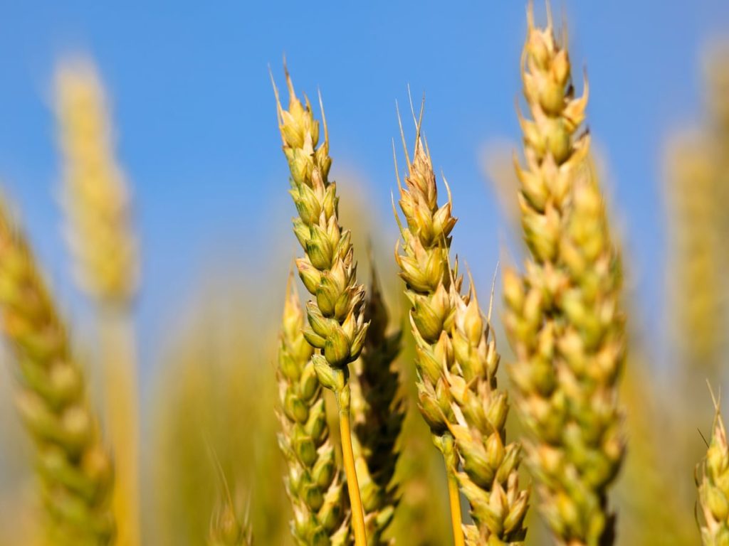 Gluten or Pesticide