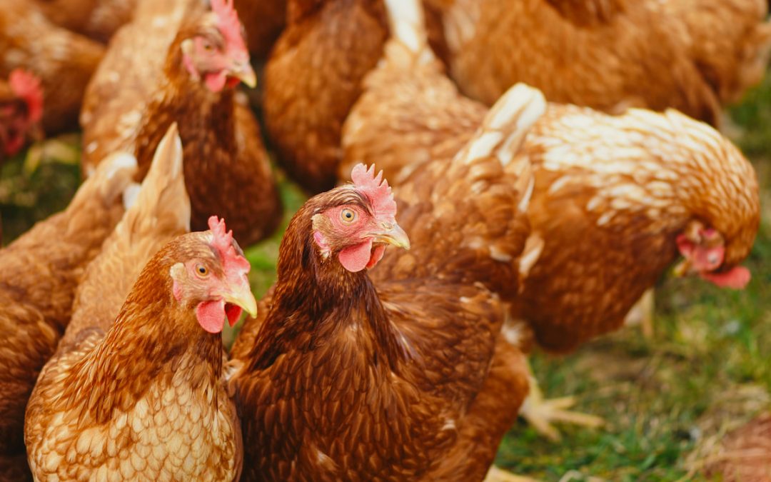 Hormone and Antibiotic-Free Chicken: A Commitment to Your Health and Taste