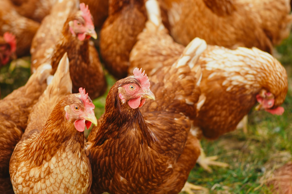 Hormone and Antibiotic-Free Chicken