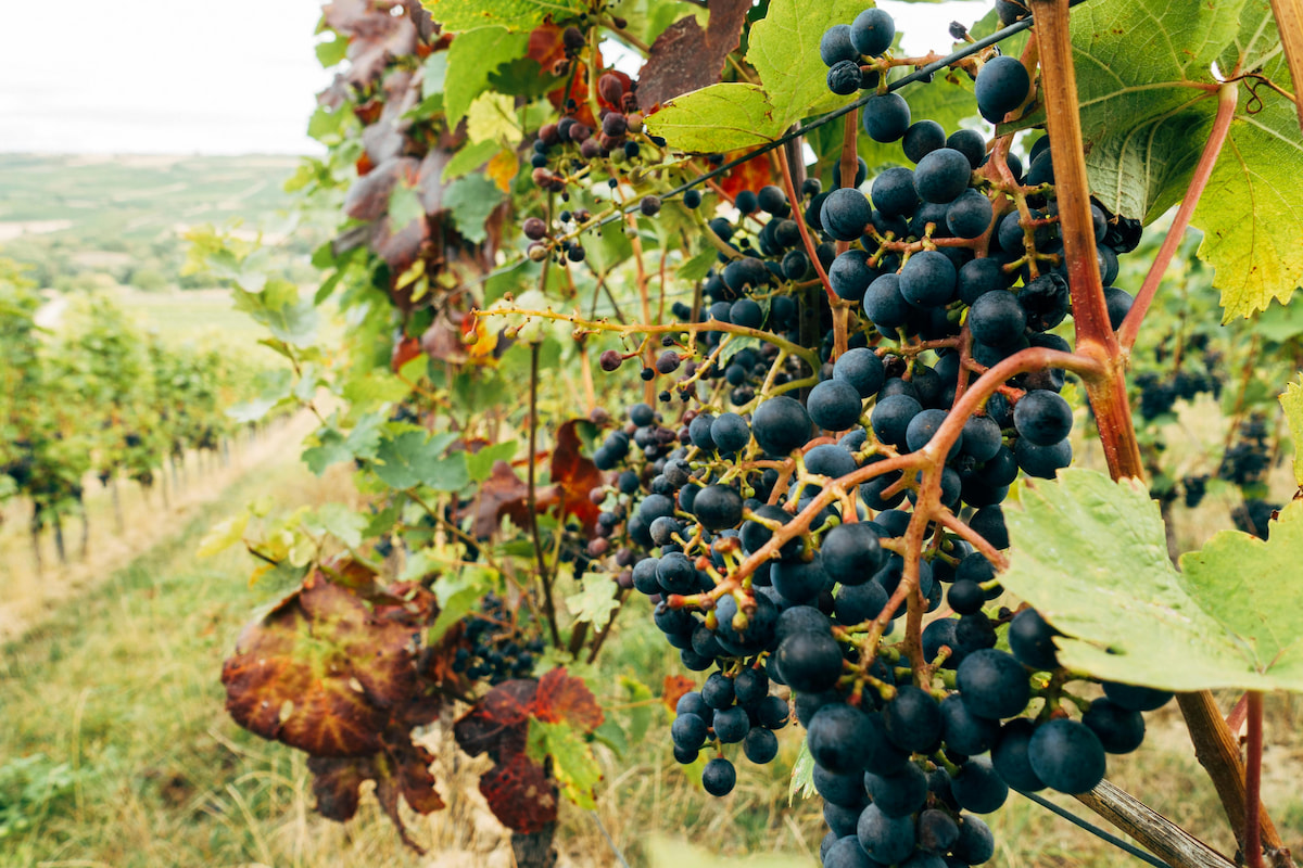 Sustainability is becoming important in wines and the winemaking process.